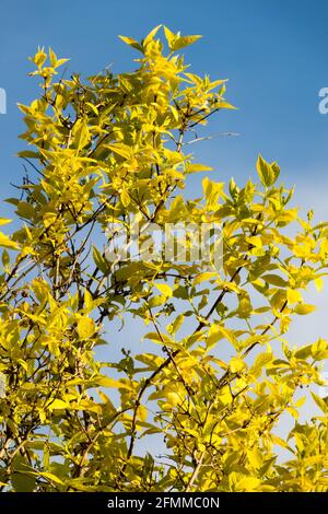 Mock arancione Philadelphus caucasicus Aureus Primavera arbusto foglie gialle Foto Stock