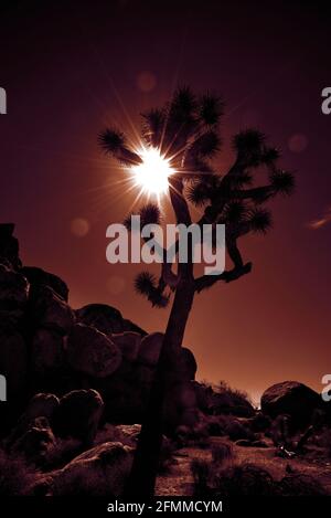 Il sole luminoso splende sul Joshua Tree National Park in California, colorato per un effetto artistico. Foto Stock