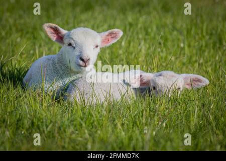 Agnelli magnifici insieme in campo Foto Stock