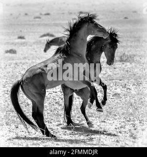 Due cavalli selvaggi di Garub, nei pressi del deserto del namibia Foto Stock