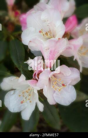 Primo piano di Rhododendron Pachysanthum fiore capriate, naturale ritratto di pianta Foto Stock