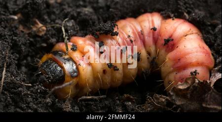 Falena di capra, Cossus cossus larva in terra, macro foto Foto Stock