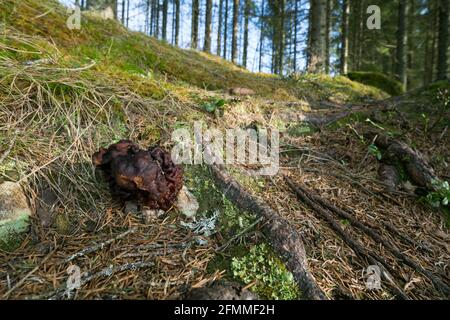 Falso morello, Gyromitra esculenta, che cresce nella foresta di conifere Foto Stock