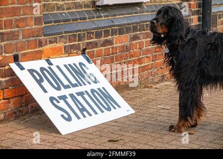 Un cane Gordon Setter fuori da una stazione di polling a Clapham, Londra, Inghilterra Foto Stock