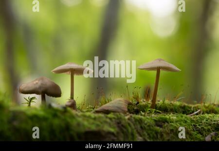 Piccoli funghi che crescono tra muschi, riflessi sullo sfondo Foto Stock
