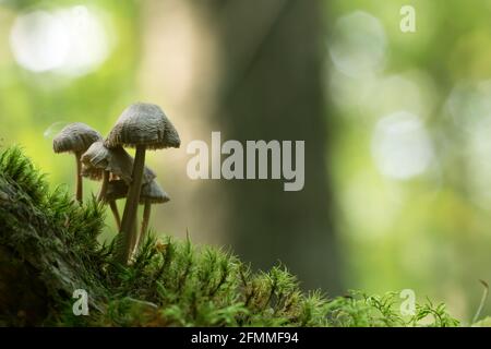 Piccoli funghi che crescono tra muschi, riflessi sullo sfondo Foto Stock