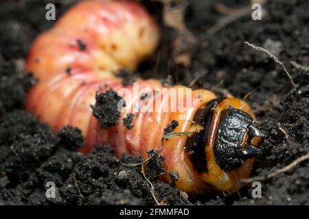 Falena di capra, cosso cossus larva, foto macro Foto Stock