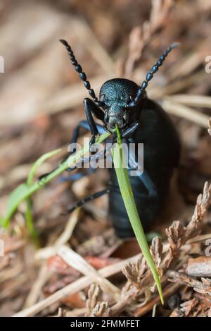 Olio violetto, Meloe violaceo che si nutrono sull'erba, macro foto Foto Stock
