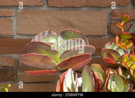 pianta di pagaia succulente, kalanchoe luciae, fondo di pietra di closeup Foto Stock