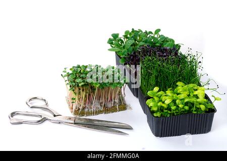 I germogli di rucola di Microcerde su un tavolo bianco. Cucina giardino - micro verde crescente. Donna taglia i micro verdi con le forbici. Foto Stock