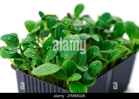 Germogli di girasole in primo piano, micrograni, concetto di cibo sano, micrograni in crescita a casa. Foto Stock