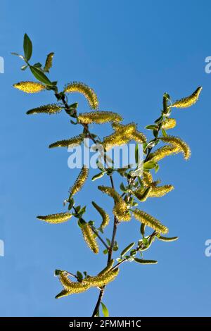 Ramo di salice fiorito, salice bianco (Salix alba). Foto Stock