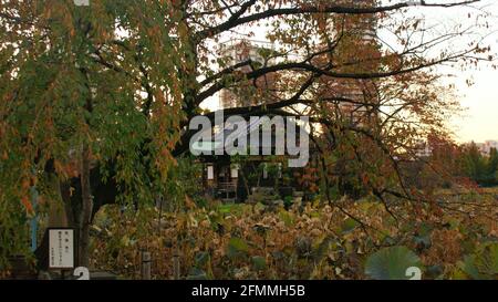 Tokyo, Giappone, Novembre 2012: Dettaglio del Parco Ueno al tramonto. Foto Stock