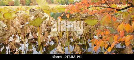 Tokyo, Giappone, Novembre 2012: Dettaglio del Parco Ueno al tramonto. Foto Stock