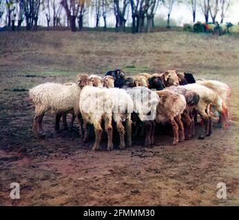 Pecora grassa. Golodnaia Steppe, circa 1910 Foto Stock