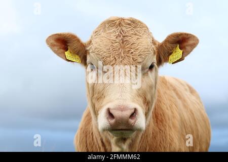 Bovini: Ritratto in primo piano del torello di razza Charolais sullo sfondo del cielo sovrastato Foto Stock
