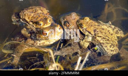 Comune o europeo marrone rospo colorato, i toads di accoppiamento nel laghetto Foto Stock