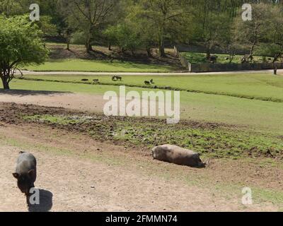 Gruppo di maiali che camminano in una fattoria Foto Stock