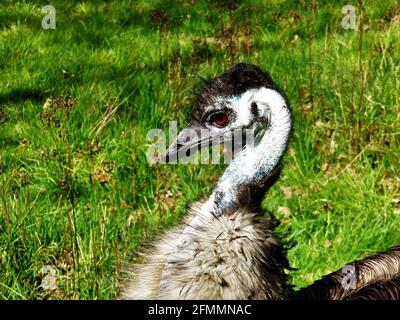 Carino anatra piccola in un prato verde Foto Stock