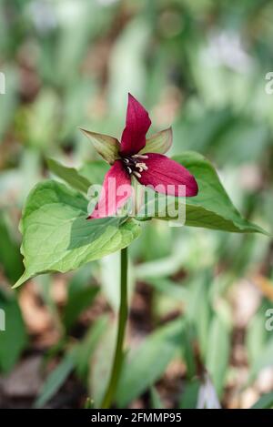 Red trillium fiore fiorire sul pavimento della foresta in Ontario, Canada Foto Stock