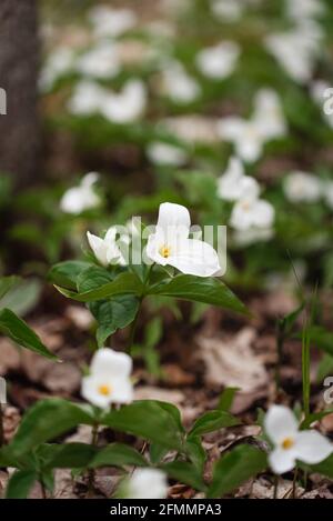 Fiori trillium bianchi che fioriscono sul pavimento della foresta in Ontario, Canada Foto Stock