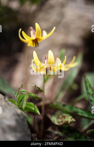 Trota gialla giglio fiori selvatici che crescono sul pavimento della foresta in Canada. Foto Stock