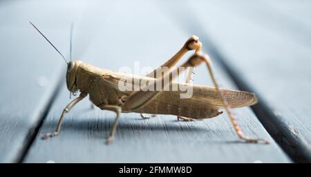Primo piano colpo di Brown Grasshopper | Macro | Super Dettagli Foto Stock