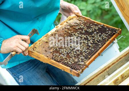 l'apicoltore tira il telaio fuori dall'alveare. Alot di api su nidi d'ape. Le api producono miele fresco, sano. Concetto di apicoltura Foto Stock