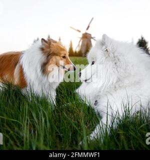 Due cani sono seduti sul prato. Mulino sullo sfondo. Sheltie e Samoyed - l'amicizia di Bjelker Foto Stock