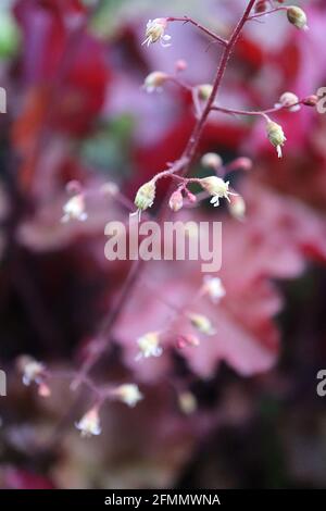 Heuchera ‘Mahogany’ radice di allume / campane di corallo Mahogany - piccoli fiori tubolari giallo pallido e gambi rossi alti e pelosi, maggio, Inghilterra, Regno Unito Foto Stock