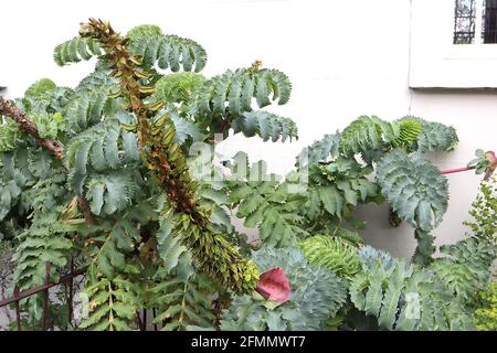 Melianthus Major Giant Honey flower – enormi foglie verdi grigie pinnate, maggio, Inghilterra, Regno Unito Foto Stock