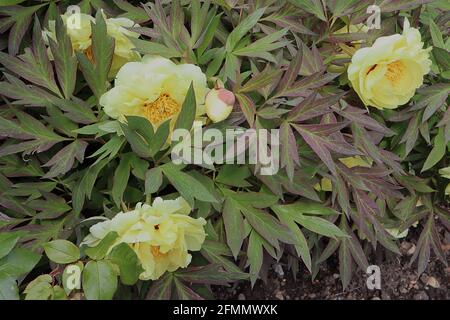Paeonia ‘SEquestered Sunshine’ Peony sequested Sunshine – fiori semi-doppi giallo pallido e foglie verdi tinte di rosso, maggio, Inghilterra, Regno Unito Foto Stock