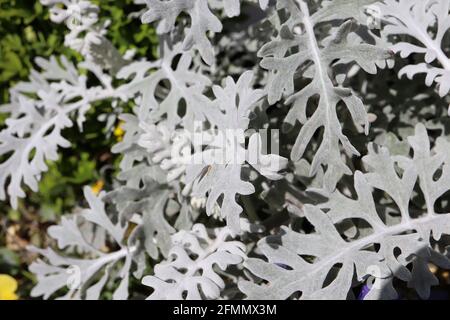 Senecio cineraria ‘Silver Dust’ Argento ragwart Argento polvere Jacobaea maritima polvere Argento – foglie grigie e umili con intricati motivi, maggio, Inghilterra, Regno Unito Foto Stock