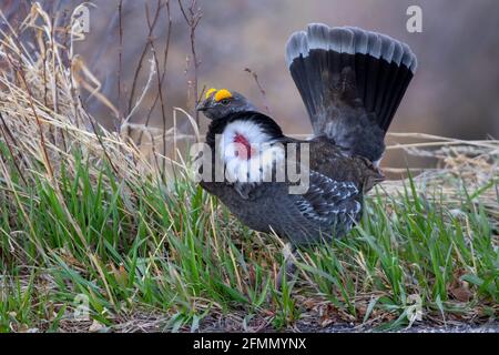 Dusky Grouse Dendragapus obscurus Canyon Nero del Parco nazionale del Gunnison, Colorado, Stati Uniti 25 aprile 2018 maschi adulti per la visualizzazione. P Foto Stock