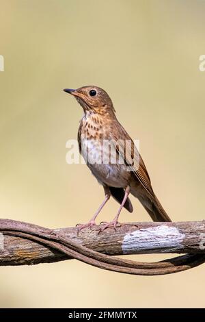 Swainson's Thrush Catharus ustulatus El Tuito, Jalisco, Messico 28 marzo 2021 Adulti Turdidae Foto Stock