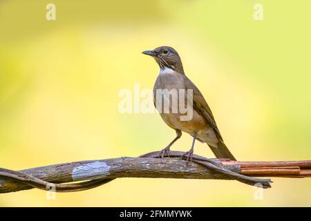 Thrush Turdus assimilis El Tuito, Jalisco, Messico 28 marzo 2021 Adulto Turdidae Foto Stock