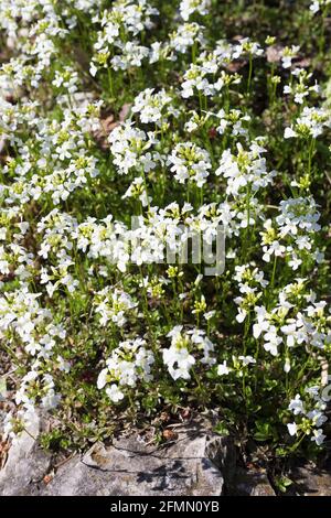 Arabis sturii - rockcress strisciante. Foto Stock