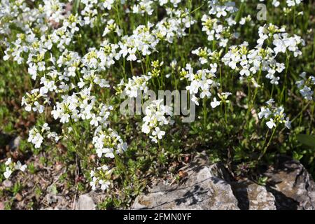 Arabis sturii - rockcress strisciante. Foto Stock