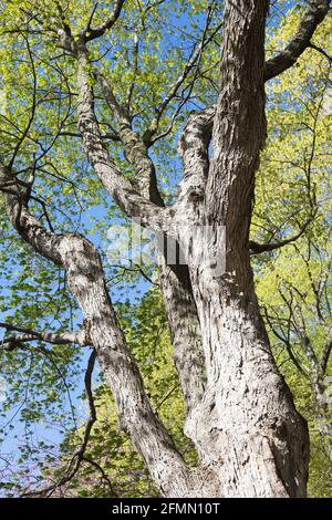 Acer saccarum zucchero acero. Foto Stock