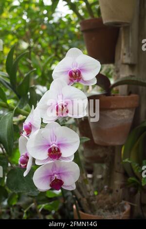 Un orchidea in un contenitore appeso ad un muro. Foto Stock