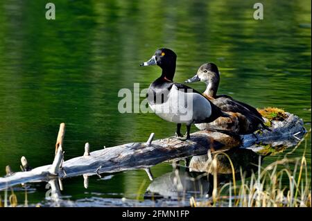 Un maschio e femmina anatre a collo di anello 'Aythya collaris', siediti su un tronco sommerso in un laghetto castoro nella campagna Alberta Canada Foto Stock