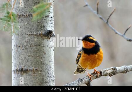 Un tordo variegato dai colori vivaci 'Ixoreus naevius', uccello arroccato sul ramo di un pioppo nella rurale Alberta Canada Foto Stock