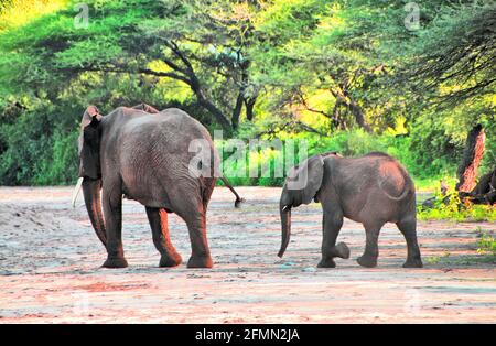 Una madre e un bambino elefante che cammina su un letto di fiume asciutto in Tanzania, Africa. Foto Stock