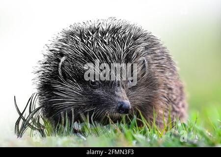 Grafica di schizzo illustrazione monocromatica e combinazione di hedgehog fotografico. Animali disegnati a mano mescolati con foto (originali, nessuna traccia) Foto Stock