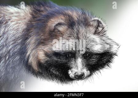 Grafica di schizzo illustrazione monocromatica e combinazione di foto raccoon. Animali disegnati a mano mescolati con foto (originali, nessuna traccia) Foto Stock