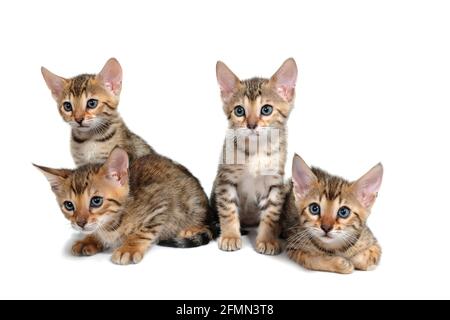 Quattro gattini purebred a righe si siedono su uno sfondo bianco Foto Stock