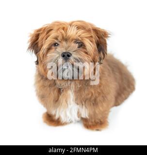 Cane cucciolo dell'orso Teddy seduto e guardando in su. Molto soffice cane maschio di 6 mesi in bisogno di un taglio di capelli. Shichon, Zuchon, Shih Tzu-Bichon mix o fuzzy wuz Foto Stock