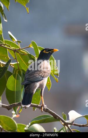 Una Myna comune seduta su un ramo su un albero a Mumbai, India Foto Stock