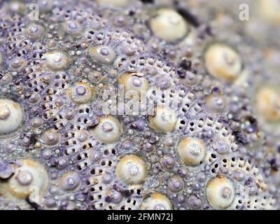 Primo piano di una conchiglia di ricci di mare Foto Stock