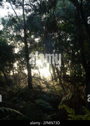 Il sole che tramonta visto attraverso gli alberi di eucalipto e felci A Greens Bush sulla Penisola di Mornington Foto Stock